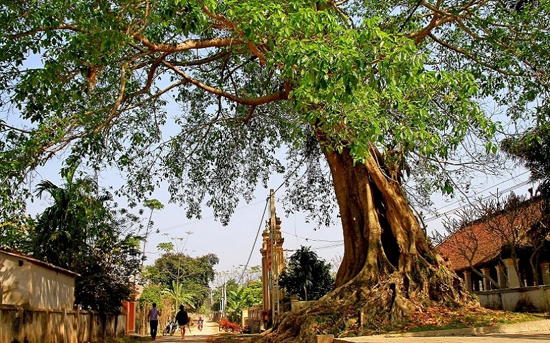 Nằm mơ thấy cây đa đánh số mấy