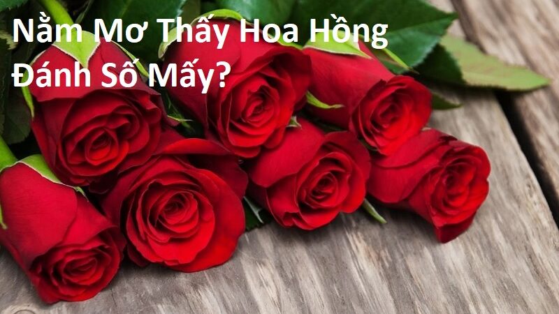 Nằm Mơ Thấy Hoa Hồng Đánh Số Mấy? Giải Mã Giấc Mơ Thấy Bông Hồng