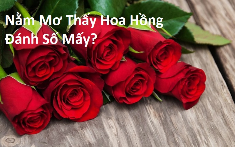 Nằm Mơ Thấy Hoa Hồng Đánh Số Mấy? Giải Mã Giấc Mơ Thấy Bông Hồng